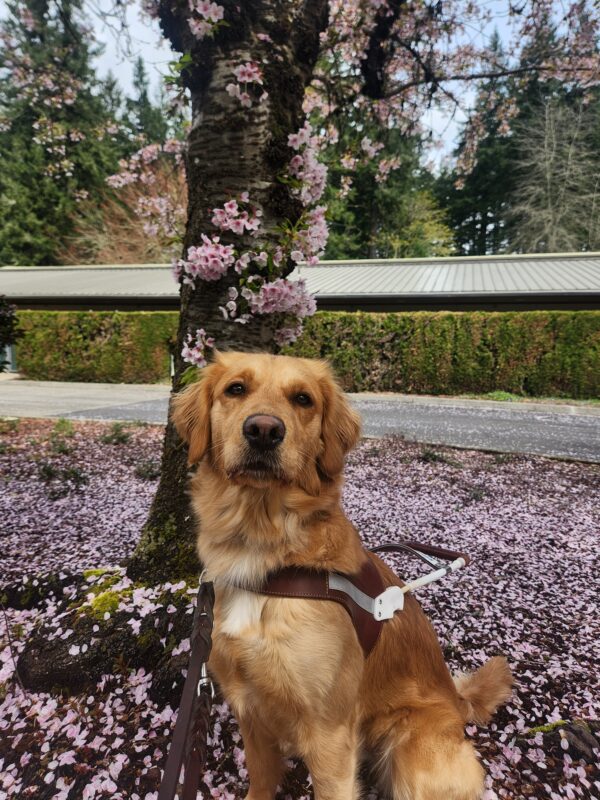 A yellow Lab/Golden cross sits, in harness, at the base of a tree covered in pink blossoms. Around her is a patch of grass covered in blossom leaves and a large hedge in the background. She is looking pensively into the camera.