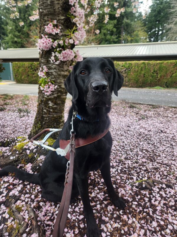 A black Labrador sits, in harness, at the base of a tree covered in pink blossoms. Around him is a patch of grass covered in blossom leaves and a large hedge in the background. He is looking into the camera with a focused expression.