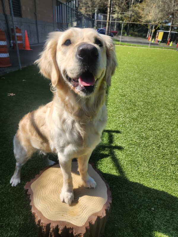 A yellow Golden/Lab cross stands in a grass paddock with her front feet placed on top of a plastic tree stump. She is looking into the camera with her mouth open and appears to be smiling. Pictured in the background is the chain-link fence line and an obstacle course of orange construction cones.