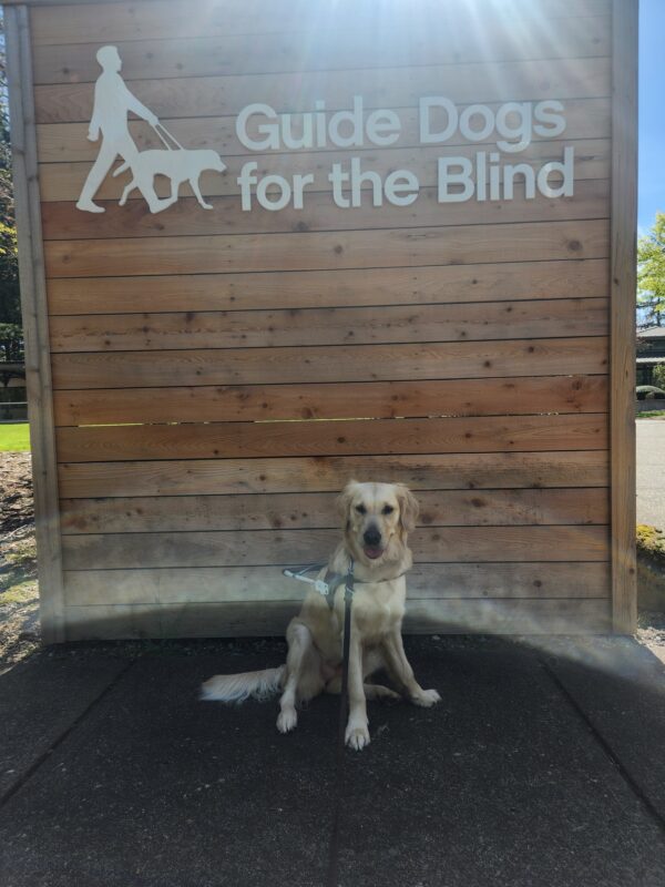A yellow Golden/Lab cross sits, in harness, in front of a wooden structure that reads