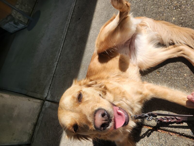 A yellow Lab/Golden cross lies down on a concrete pathway after a campus route. She is holding her back leg up, in the process of lying on her back for belly rubs. She is squinting at the camera with her mouth open in what looks like a smile.