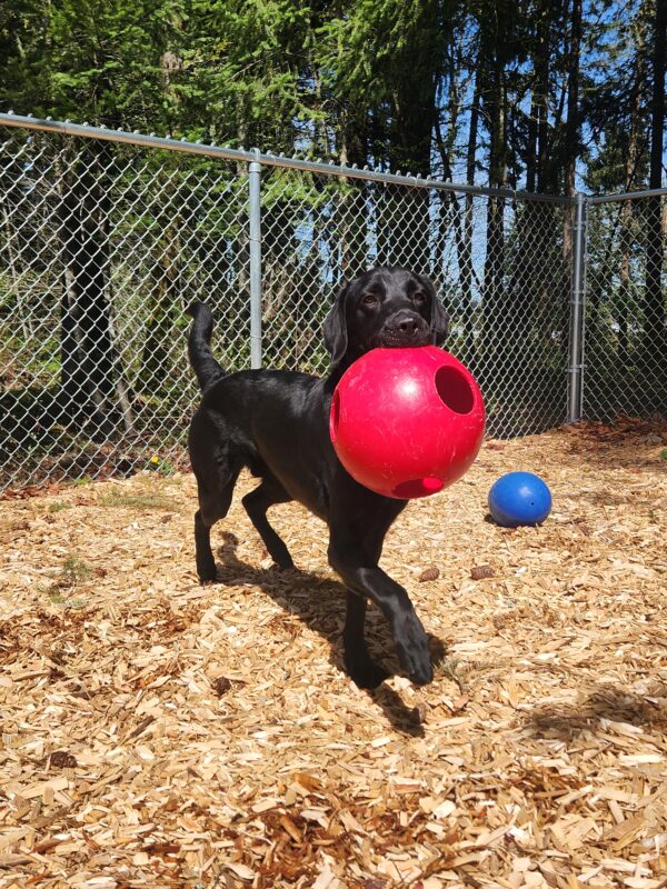 A black Labrador plays in a fenced yard with bark chips. He holds a red, plastic