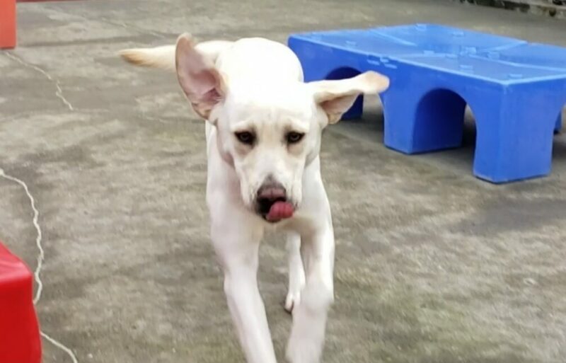 Chicory is playing in community run on the Oregon Campus. She's running towards the camera with her tongue out.