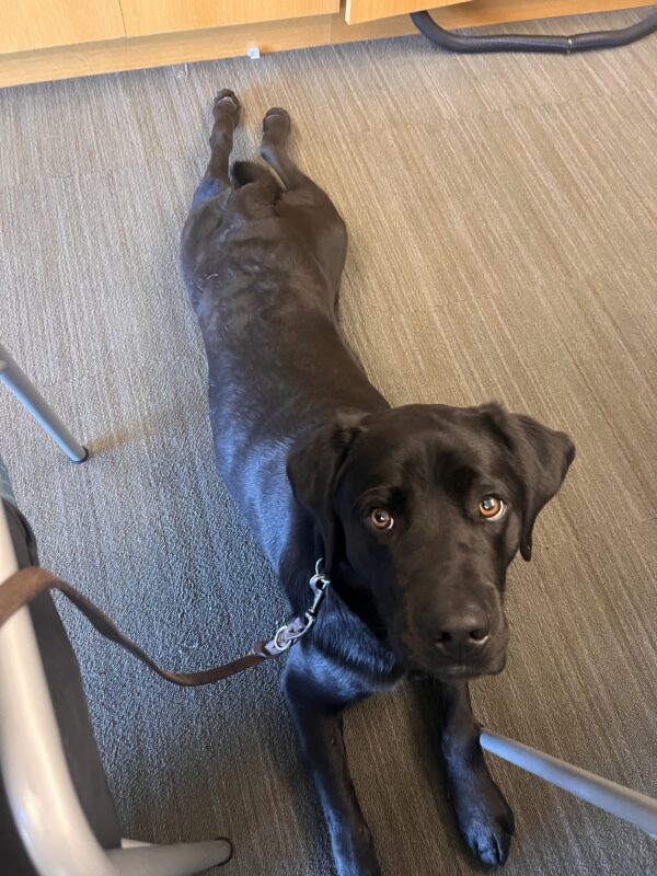 Banjo looks up toward the camera as he lays down . His back legs are stretched out in a sploot.