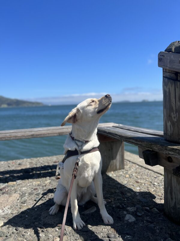 Thimble sits at the end of a pier wearing her harness. Her snout is pointed upwards as she takes in the sun and the fresh breeze. Her eyes are closed.