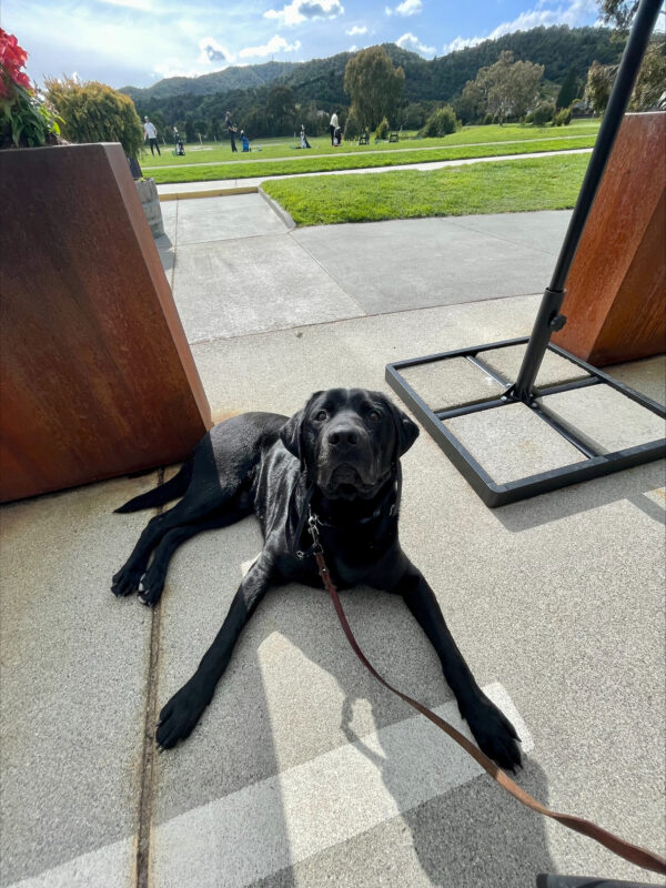 Black Lab on leash laying down outside, with a background of a golf course.