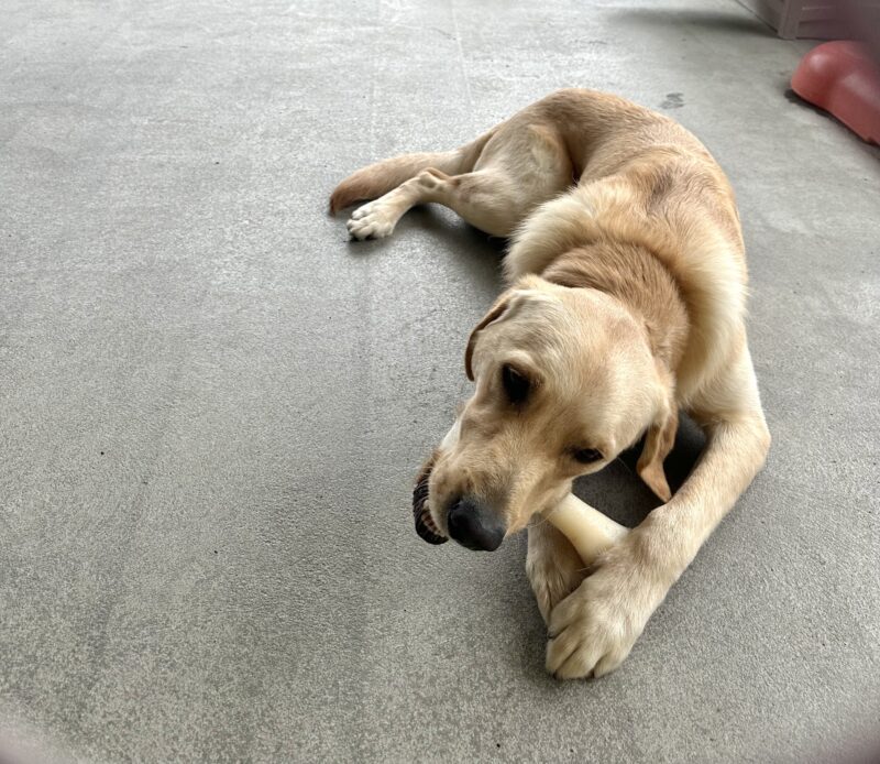 Roman lies in a concrete community play area chewing on a Nylabone.