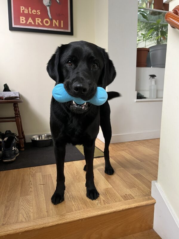 Gambit stands at the top of a staircase. He has a blue toy in his mouth and he is looking at the camera.