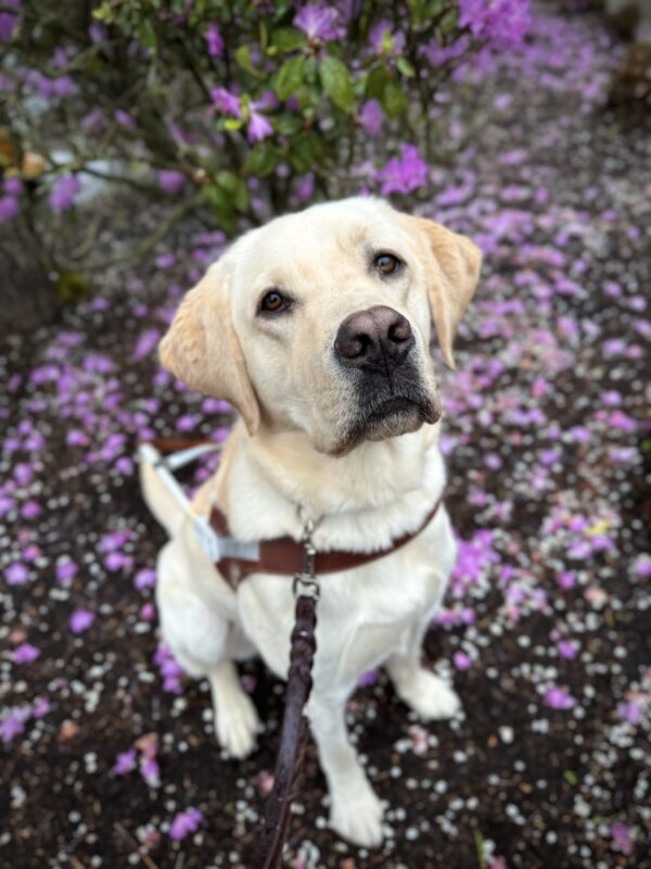 Yellow Lab Augustus sits by a purple rhododendron bush with many purple petals on the ground. He is wearing a leather guide dog harness and leash.