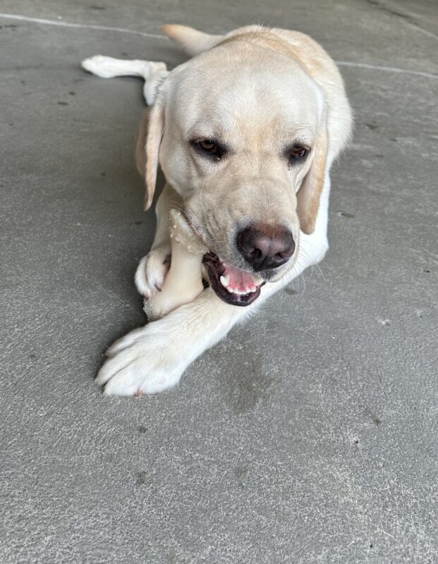 Yellow Lab Augustus is lying down and chewing a Nylabone in a concrete play area.