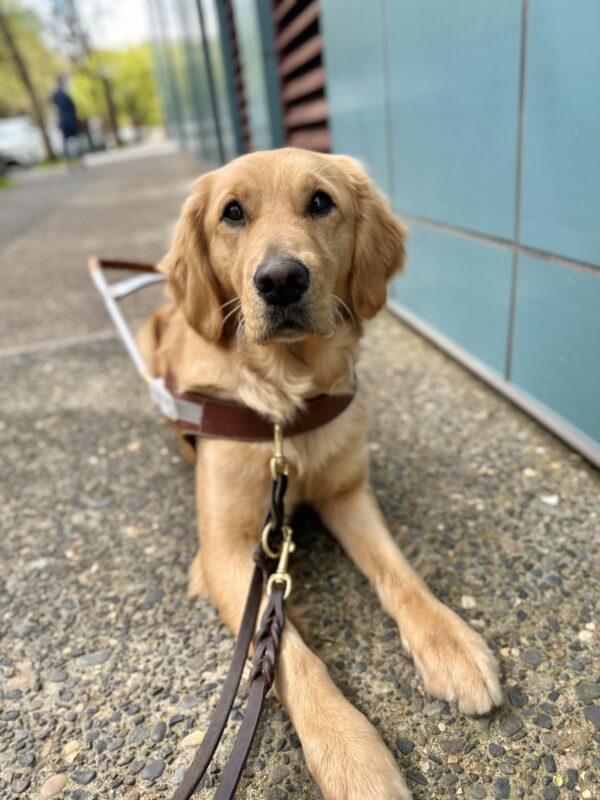 <p>Long-coated red-hued Golden Lab cross Moon lies on a sidewalk next to a teal wall. She is wearing a leather guide dog harness and leash.</p>