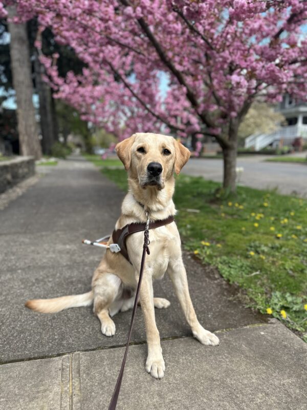 <p>Short-coated Golden Lab cross Roman sits on a sidewalk with a pink cherry blossom tree behind him. He is wearing a leather guide dog harness and leash.</p>