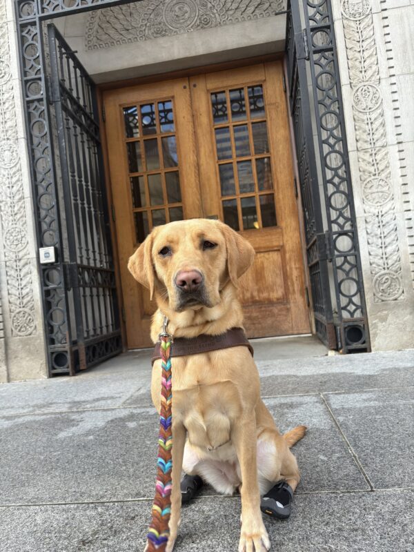 Ashley sits in front of a wooden double door. She is in harness and looking straight at the camera.