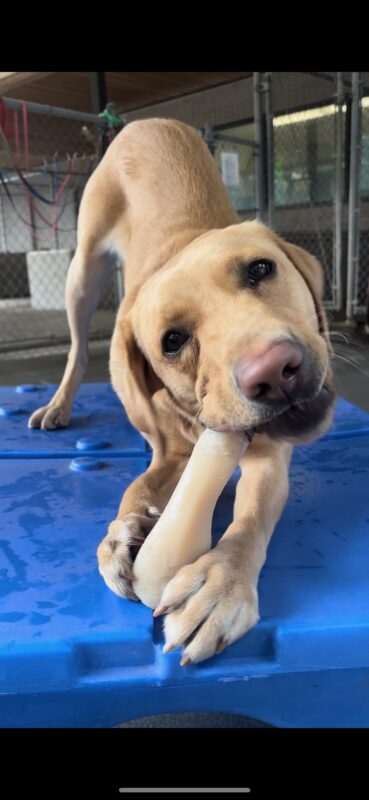 Action shot of Ashley in a play now stance chewing on a bone. The photo is a closeup of her face.