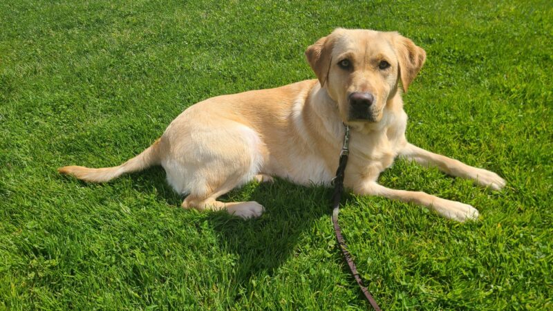 Dominica lays in the grass on a sunny day. She is looking up at the camera.