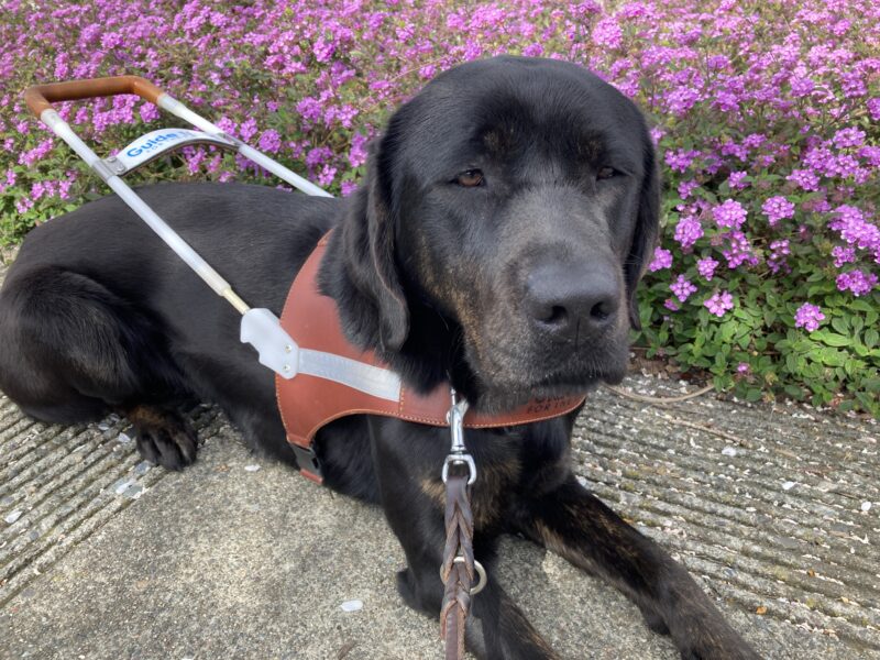 Genie is laying down and wearing her harness. Behind her is a bush with lots of pretty pink flowers.