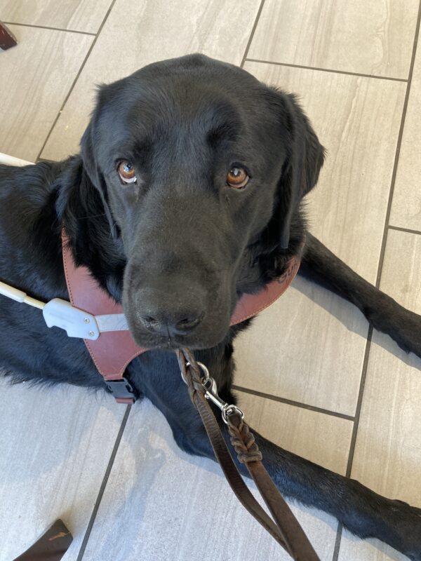 Tudor is laying down on a tile floor, wearing his harness. He is looking up at the camera with those big brown eyes of his. So sweet!
