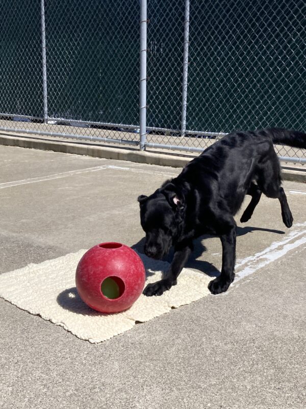 Tudor is in a large, enclosed area. He is running, with his rear feet off the ground, toward a large red jolly ball which is on top of a small white fleece rug. Play time!