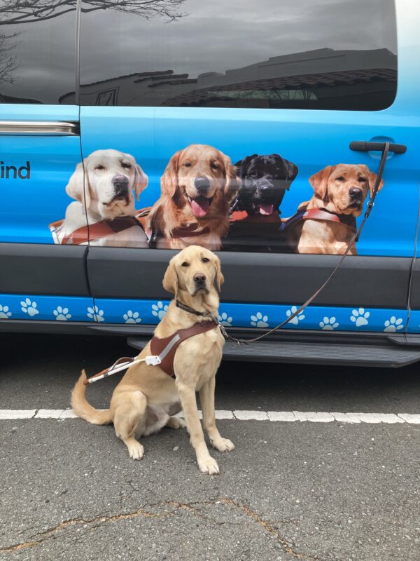 Herbie is sitting in harness in front of a training van. The van is wrapped in light blue and highlights four GDB guide dogs on the side of the vehicle. Off we go on another training adventure!
