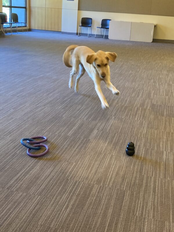 Herbie is playing inside the large assembly room in the CA Res Hall. He was given a choice of a 3-ring tug toy or a black kong located about 4 feet apart. Without hesitation, he chose the kong and is running and leaping toward it on the right!