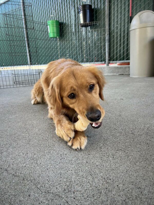 Nugget is lying down in community run. He is chewing on a bone that he is holding upright with his two front paws.