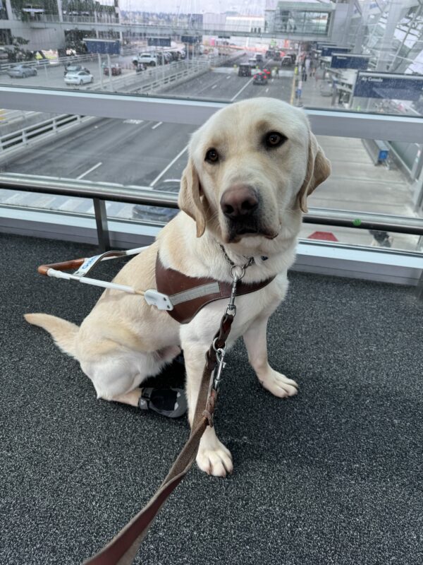 Kringle sits in harness on an airport sky bridge.