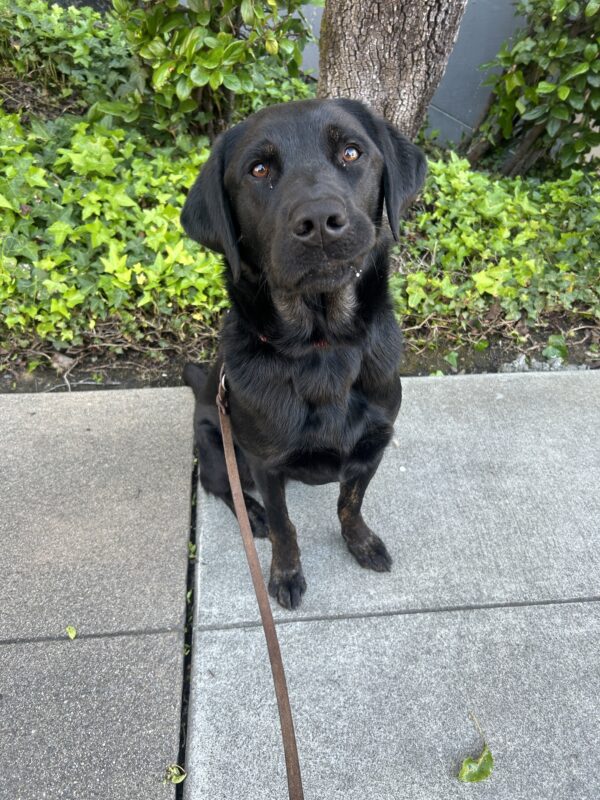 Joshua is sitting on the sidewalk in front of a patch of green ivy. He is looking sweetly at the camera, with one lip stuck on his tooth.