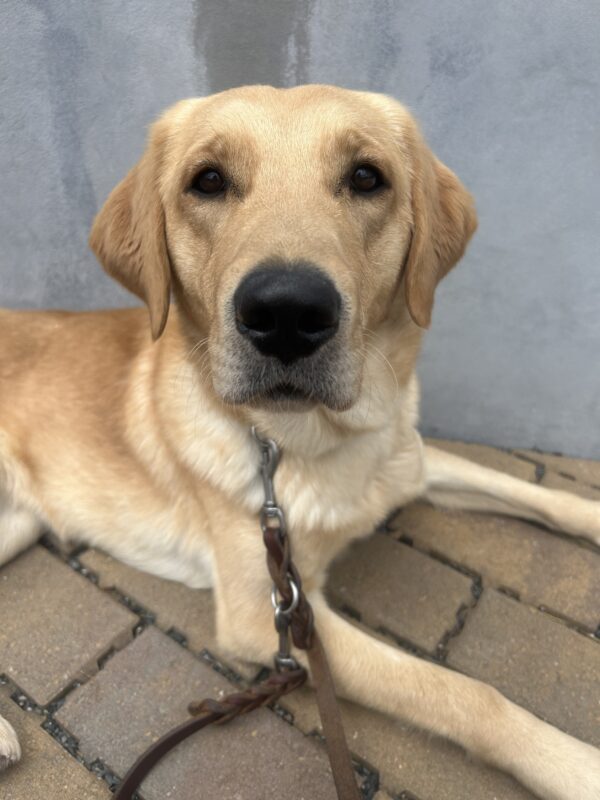 Rye is relaxing on a brick patio. The photo is a close up of her face, with her cute, black nose centered in the frame.