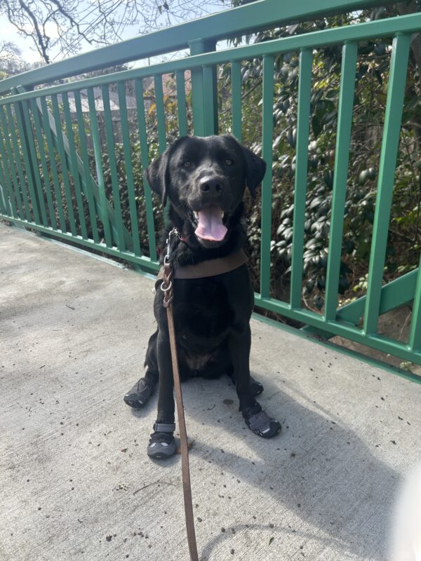 Willa is sitting on a green foot bridge with leafy plants behind her. She is wearing a guide dog harness and boots on all four paws. Her mouth is open and she is looking at the camera.