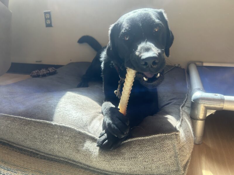 Willa is laying on a plush, brown dog bed. She is chewing on a Nylabone that she is holding between her front paws. The sun is shining on her through the window.