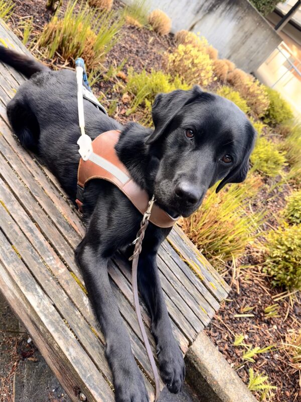 John is laying on a bench in harness. There is foliage in the background and he is looking at the camera.