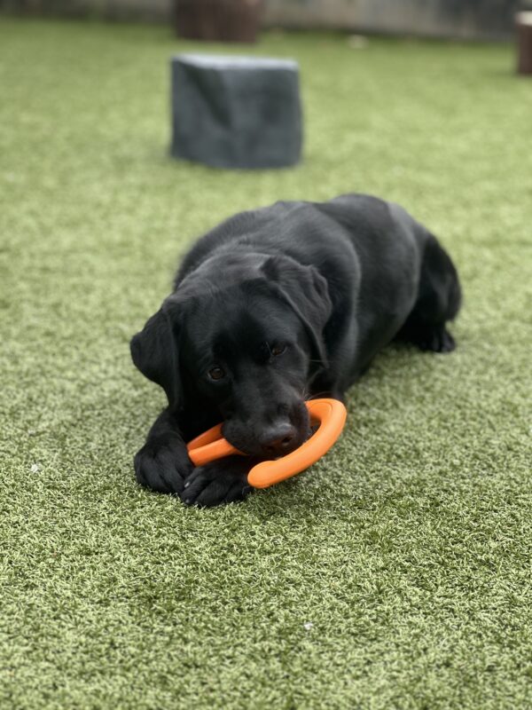 John is laying down on grass in one of our grass paddocks. He has an orange fetch toy in his mouth between his feet and appears to be mid chew while looking at the camera.