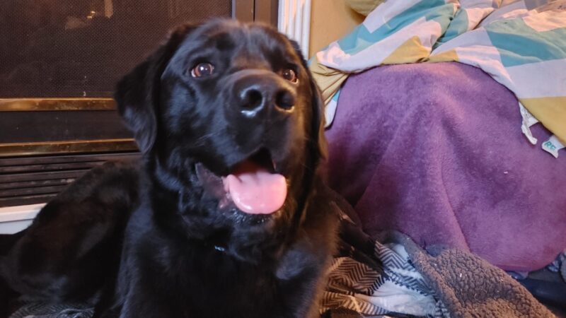 Kidder is lying down inside a home with his tongue out.