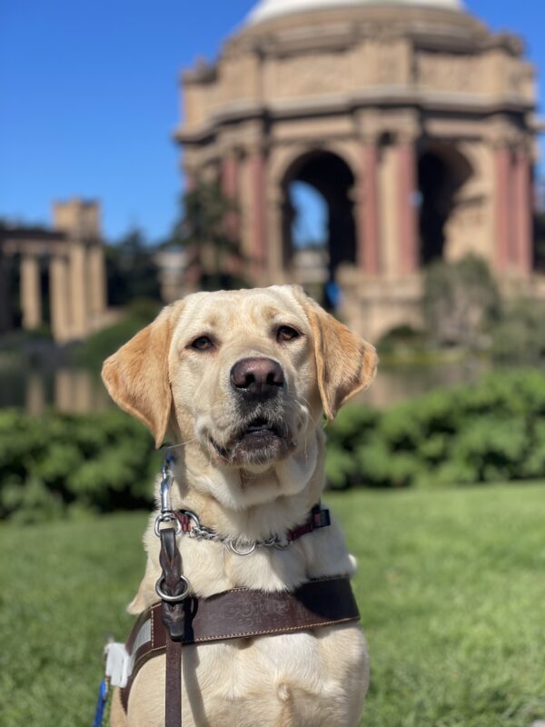 Kumi sits proudly in front of the Palace of Fine Art in San Francisco. She is wearing a leather GDB harness and is looking at the camera with a slight smile. Green grass and blue skies line the background.