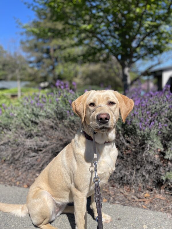 Kumi pauses to pose in front of beautiful purple flowers while on a walk on the California campus. She is looking inquisitively at the camera.
