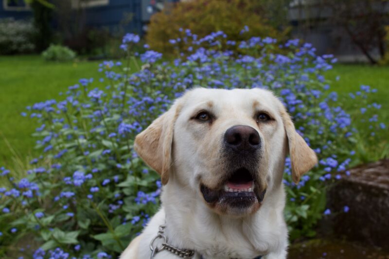 A close up headshot of Jenna, a female yellow lab, wearing her leather guide dog harness. She is looking eagerly towards the camera, her mouth slightly open, as though she is smiling. In the background are vibrant blue flowers in bloom.
