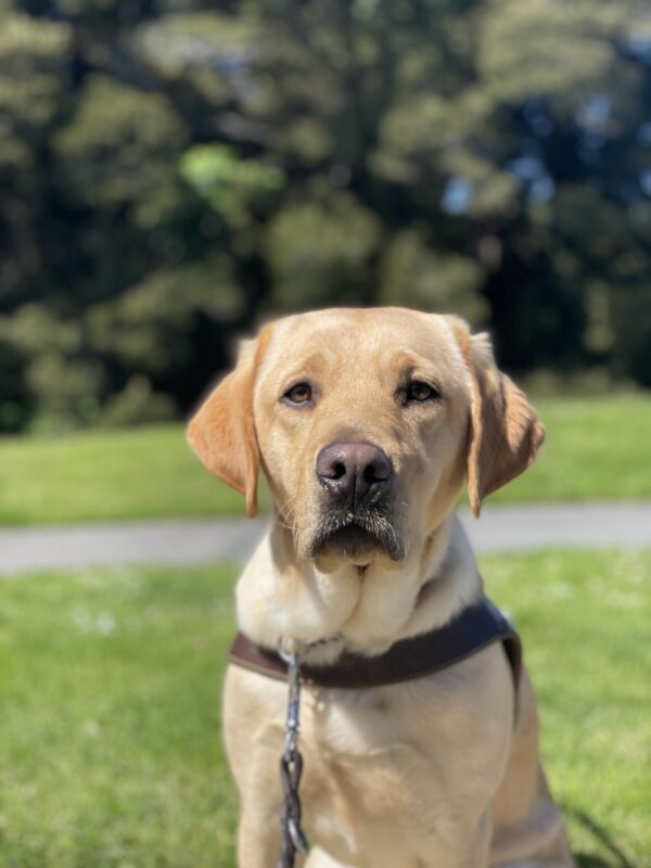 Renee sits regally in her leather GDB harness. Green foliage lines the background.