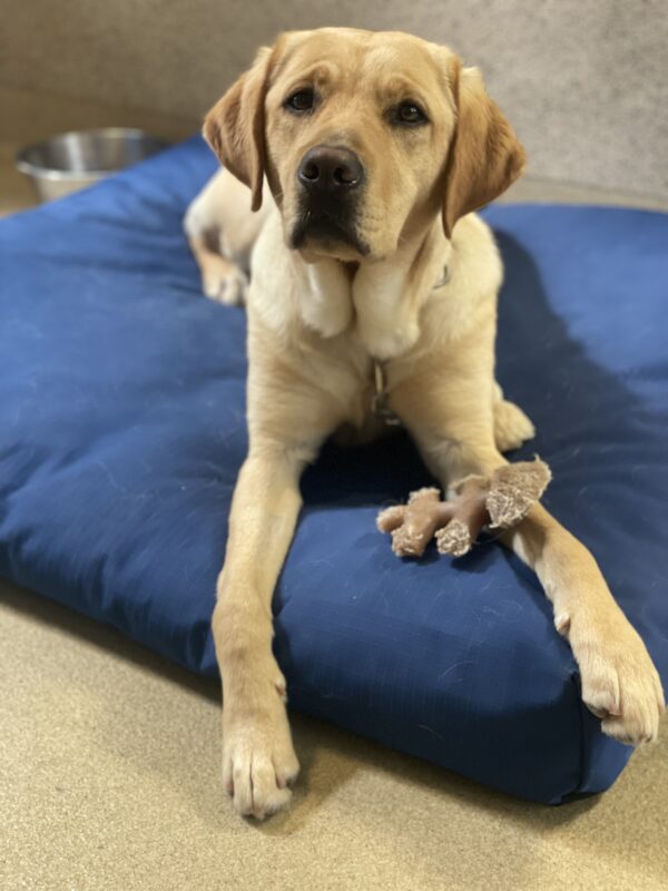 Renee lies on a blue dog bed while looking at the camera. She has a fish shaped Benebone between her paws.