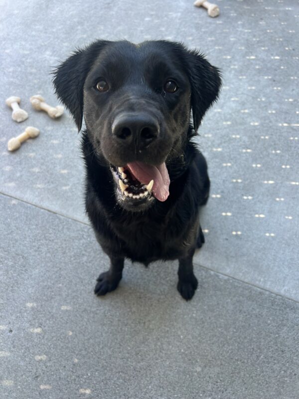 Roanna sits in community run with her tongue hanging from the side of her mouth and her mouth open, giving the appearance of a smile. There are several nylabones scattered on the ground behind her.