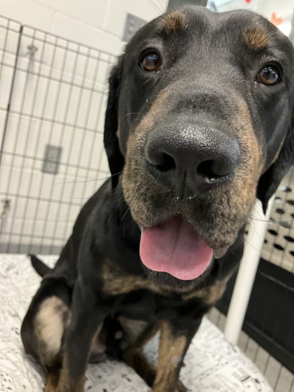 Brindle Lab Techno is sitting on a soft bed in an ex-pen. He is looking at the camera with his pink tongue protruding from his mouth.