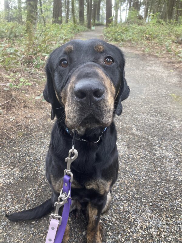 Brindle Lab Techno is sitting on a path in a wooded area. He is wearing his head collar attached to a purple leash.