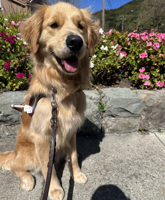Oakland sitting in front of colorful flowers in harness