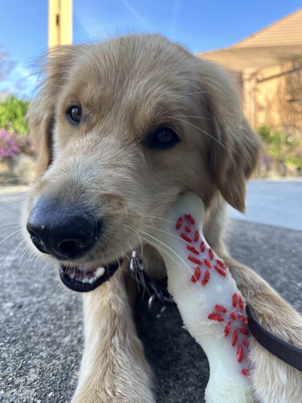 Oakland lying down chewing on a bone