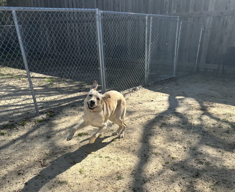 <p>Picture of North running in the play yard.</p>