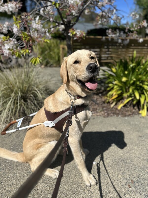 <p>Picture of North sitting in harness with flowers in the background.</p>