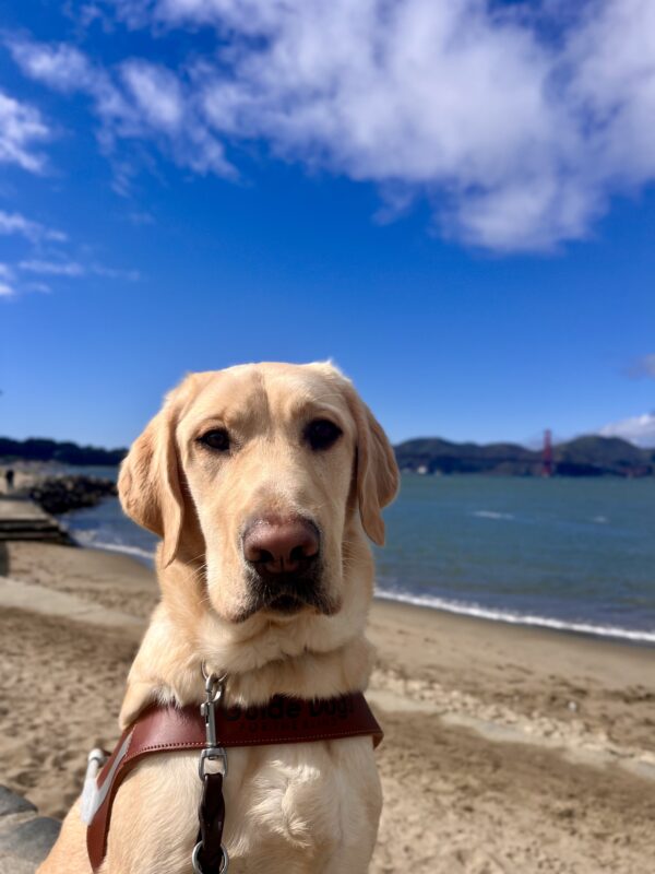 Fenway, a yellow Labrador Retriever, is sitting on a brick wall while wearing his harness. Behind him the San Francisco Bay is visible and a small beach with tan sand. The Golden Gate Bridge can also been seen at a distance.