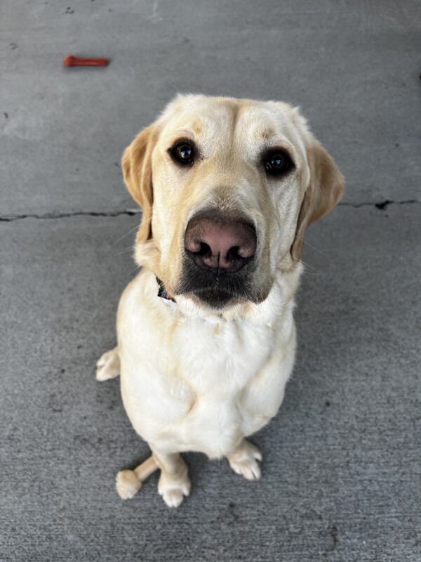 Fenway, a yellow Labrador Retriever, is playing in community run. Nylabones are scattered around him.