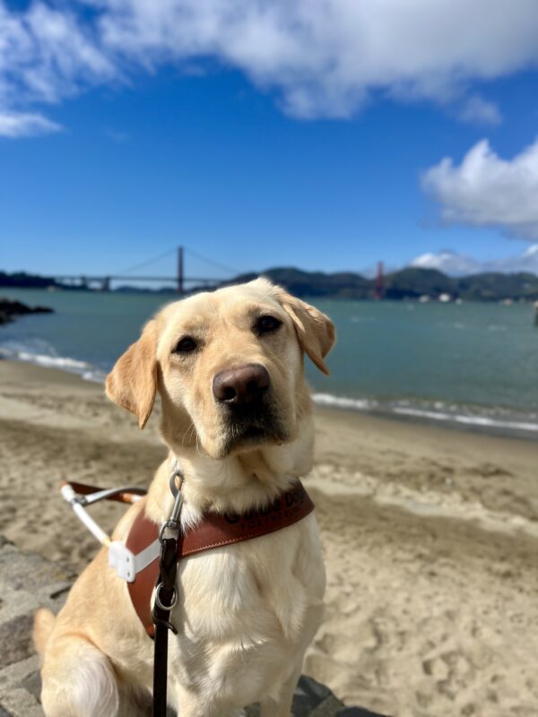Denise, a yellow Labrador Retriever , is sitting on a brick wall while wearing her harness. Behind her the San Francisco Bay is visible and a small beach with tan sand. The Golden Gate Bridge can also been seen at a distance.