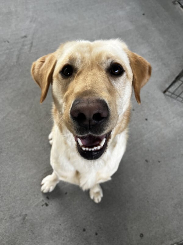 Denise, a yellow Labrador Retriever, is playing in community run. She is staring into the camera and her mouth is slightly ajar.