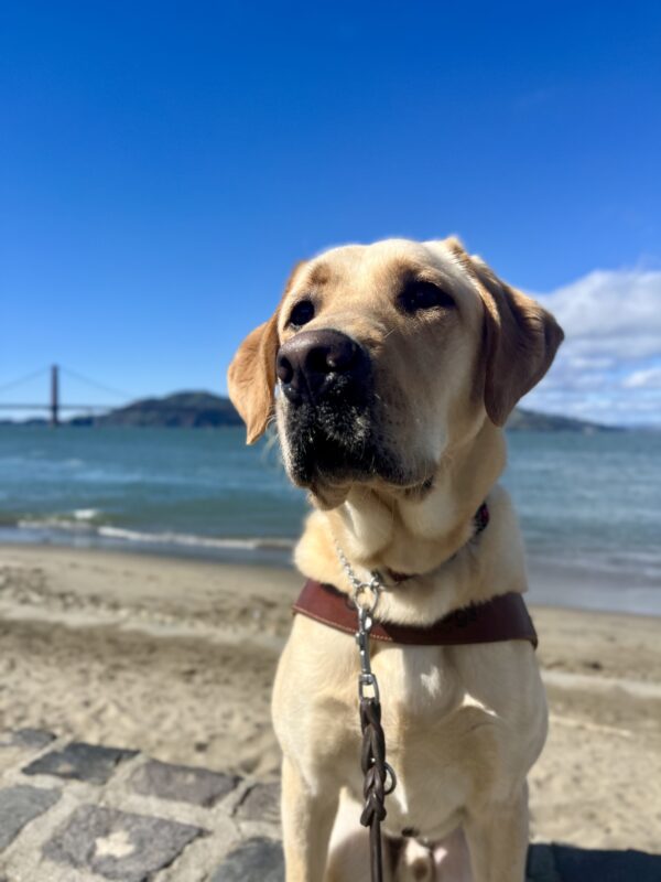 Dolby, a yellow Labrador Retriever, is sitting on a brick wall while wearing his harness. Behind him the San Francisco Bay is visible and a small beach with tan sand. The Golden Gate Bridge can also been seen at a distance.
